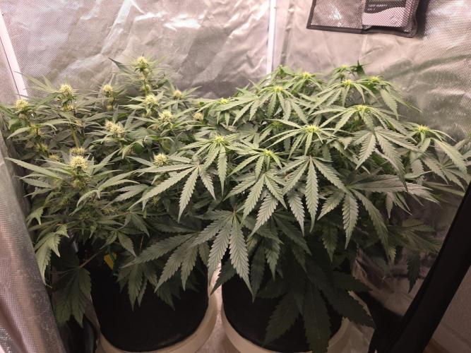 69's Purple Banana Punch. Week 7 - Day 43