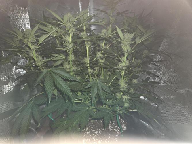 69's Purple Banana Punch. Week 7 - Lefty day 43 frosty ❄️❄️
