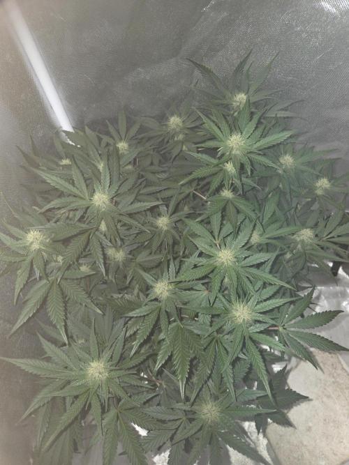 69's Purple Banana Punch. Week 7 - Lefty day 43 frosty ❄️❄️