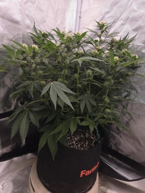 69's Purple Banana Punch. Week 7 - Lefty Day 43 Juicy Buds