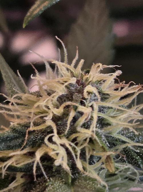 69's Purple Banana Punch. Week 7 - Day 43, a little bit of purple coming through also?