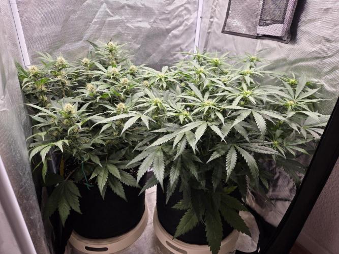 69's Purple Banana Punch. Week 7 - Day 43