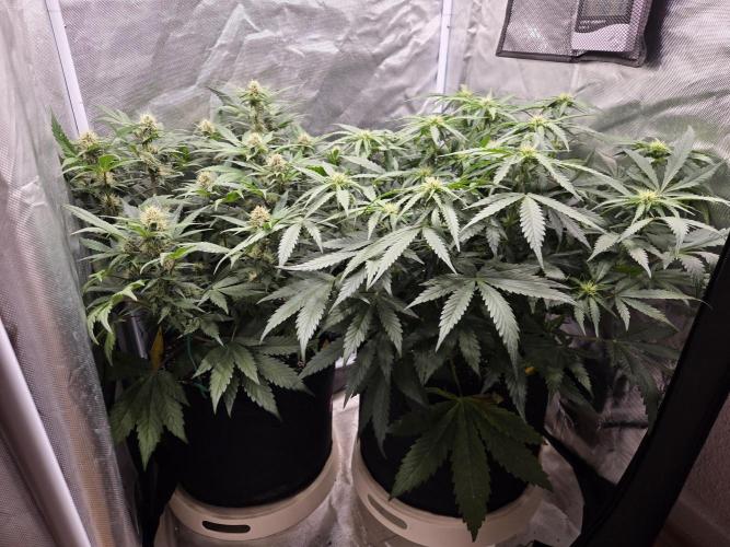 69's Purple Banana Punch. Week 7 - Day 45, righty's buds stsrt shooting out now too 