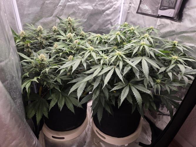 69's Purple Banana Punch. Week 7 - Day 46