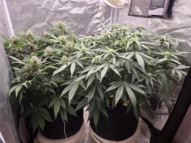 69's Purple Banana Punch. Week 7 - Day 47