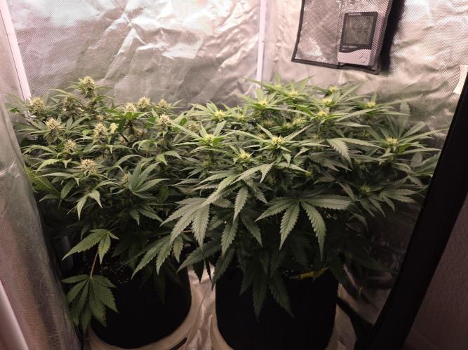69's Purple Banana Punch. Week 7 - Day 48