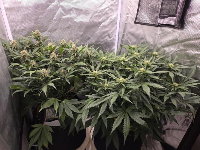 69's Purple Banana Punch. Week 8 - Day 49