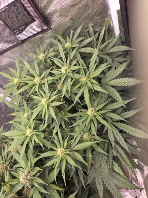69's Purple Banana Punch. Week 8 - Day 49 righty 