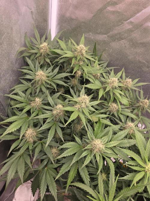 69's Purple Banana Punch. Week 8 - Day 49 lefty