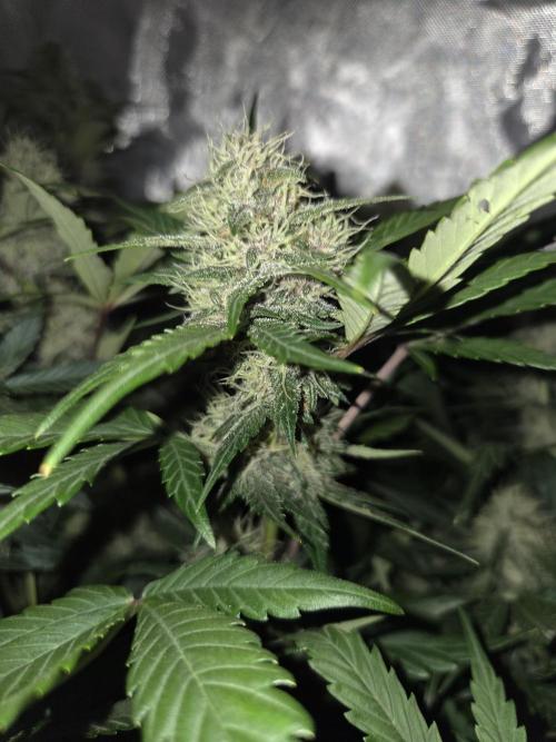 69's Purple Banana Punch. Week 8 - Day 49 Lefty Frosty bud development