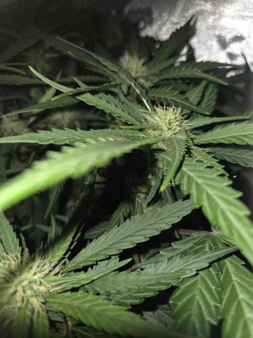 69's Purple Banana Punch. Week 8 - Day 49 righty bud development getting that frost on too