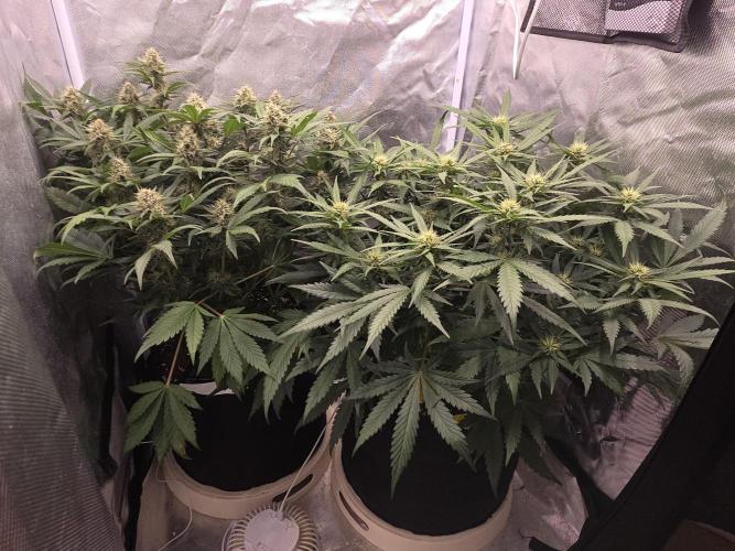 69's Purple Banana Punch. Week 8 - Day 50
