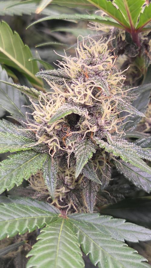 69's Purple Banana Punch