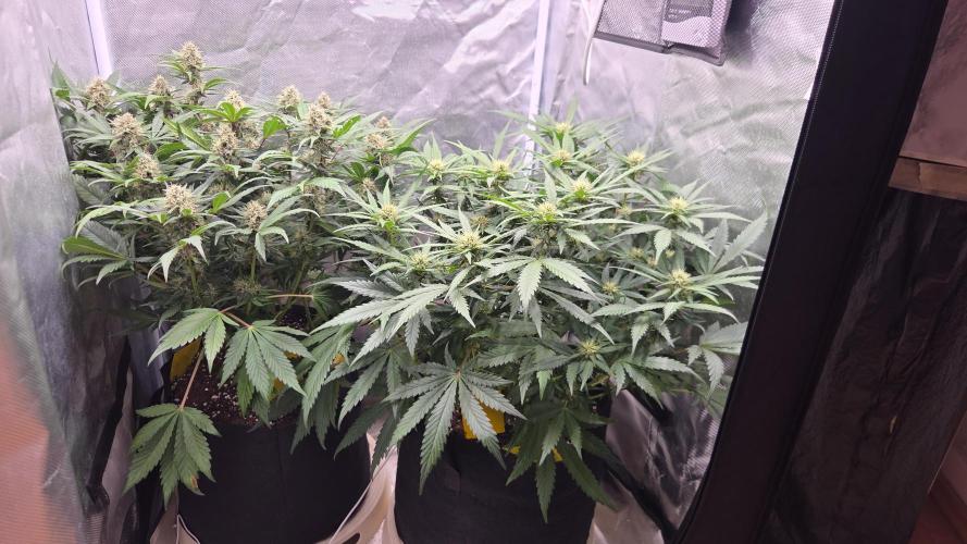69HotGrows