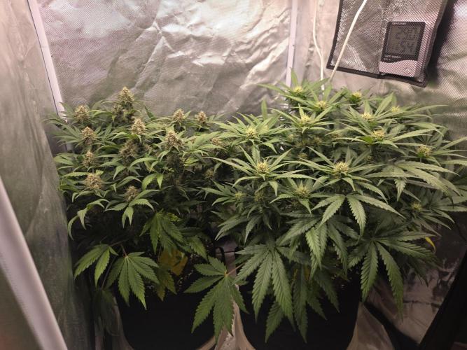 69's Purple Banana Punch. Week 8 - Day 51