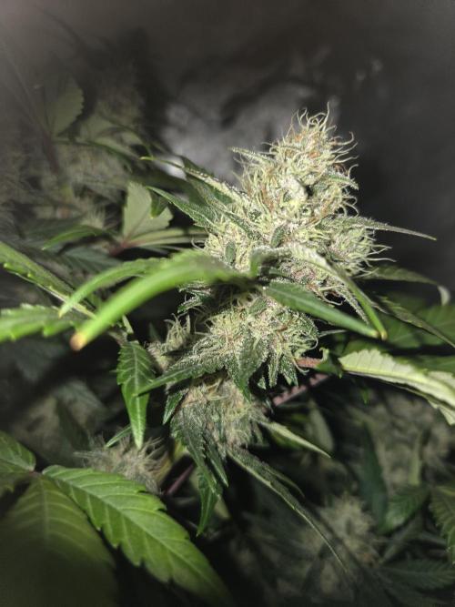 69's Purple Banana Punch. Week 8 - Day 51, the last heat schock seems to have stopped bud development?