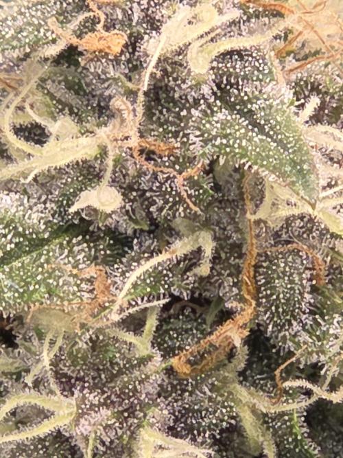 69's Purple Banana Punch. Week 8 - Day 51 lefty Looks like harvest is coming closer then in 2-3Weeks