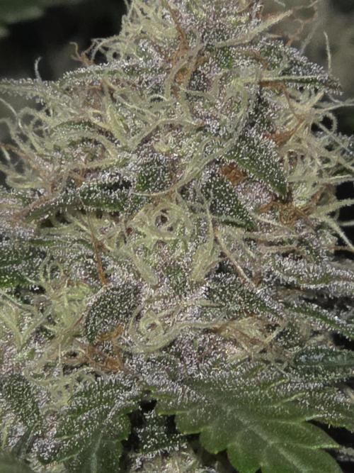 69's Purple Banana Punch. Week 8 - Day 51 lefty under dark very frosty