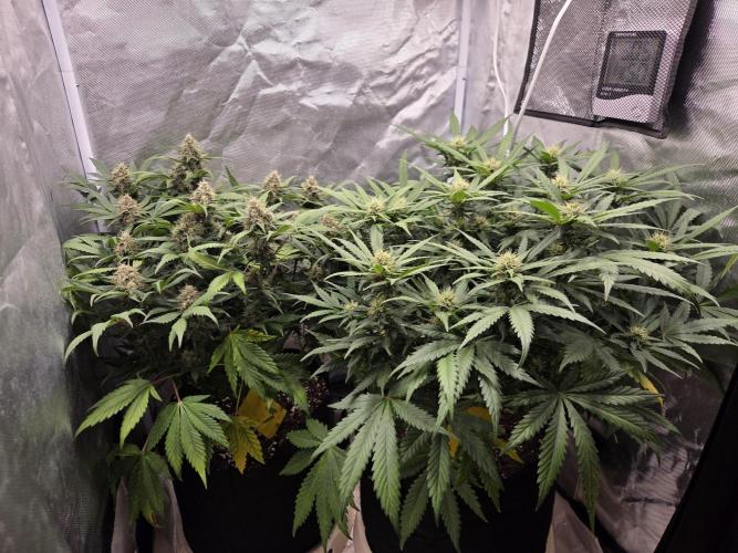 69's Purple Banana Punch. Week 8 - Day 52