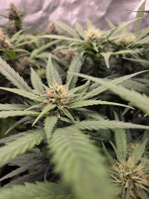 69's Purple Banana Punch. Week 8 - Day 52 righty is actually still pushing