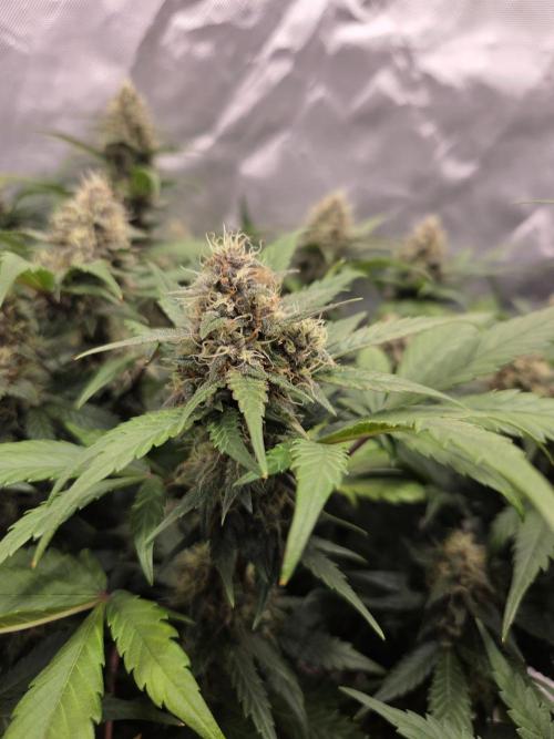 69's Purple Banana Punch. Week 8 - Day 52 Lefty, most trichomes are milky but she still pushing out...