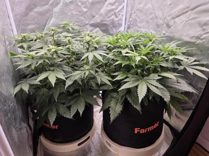 69's Purple Banana Punch. Week 6 - Day 36