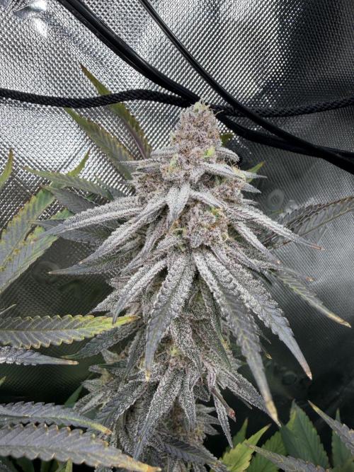 Lcr x Sugar rim. Week 7