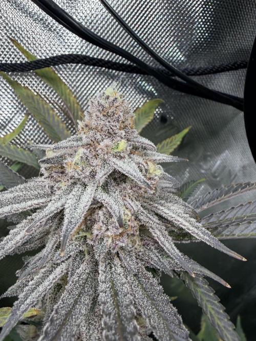 Lcr x Sugar rim. Week 7