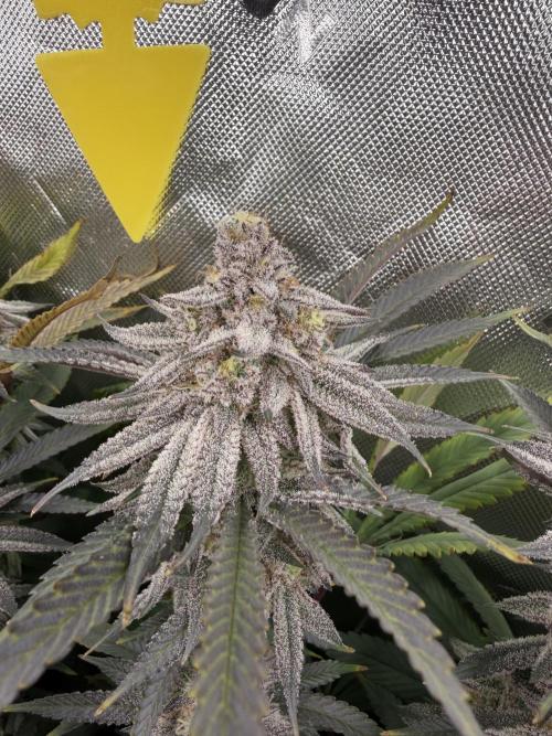 Lcr x Sugar rim. Week 7