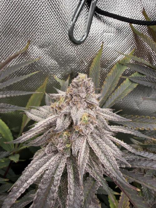 Lcr x Sugar rim. Week 7