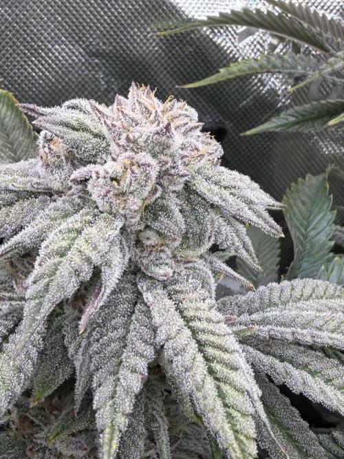 Lcr x Sugar rim. Week 7