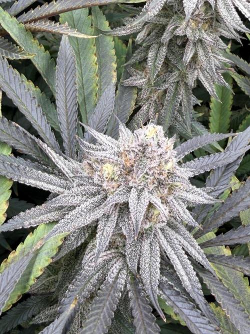 Lcr x Sugar rim. Week 7