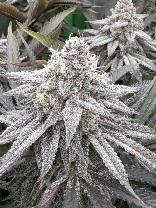 Lcr x Sugar rim. Week 7