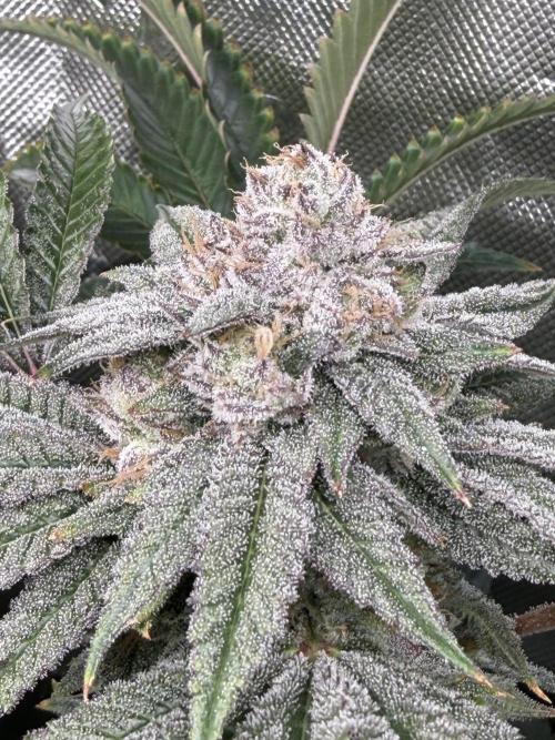 Lcr x Sugar rim. Week 7