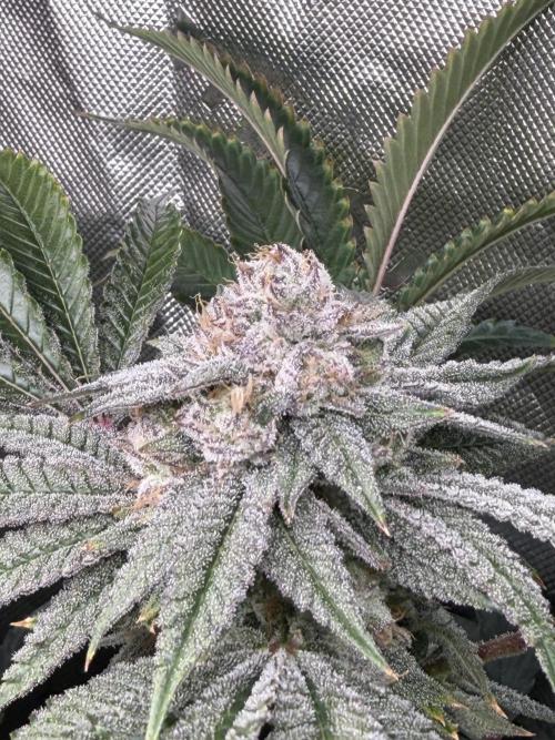 Lcr x Sugar rim. Week 7