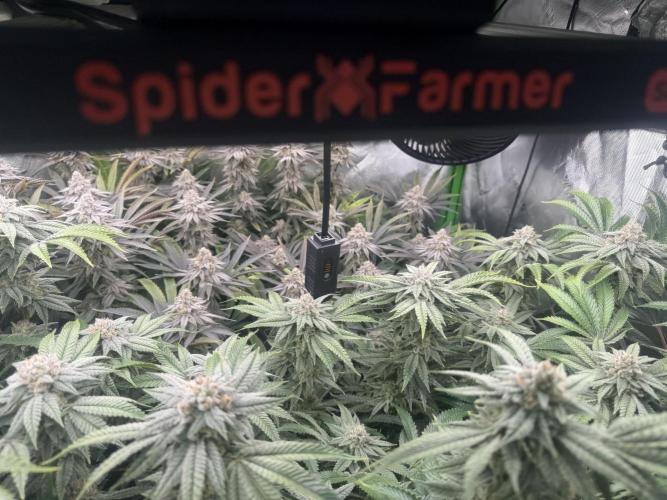 Lcr x Sugar rim. Week 7