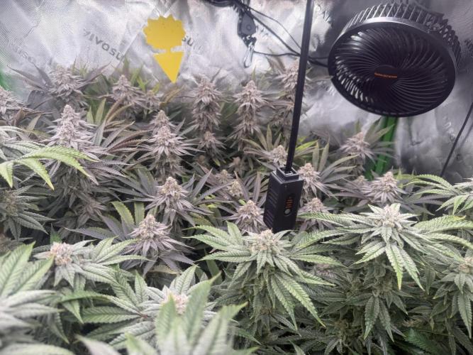 Lcr x Sugar rim. Week 7