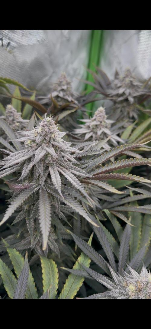 Lcr x Sugar rim. Week 7