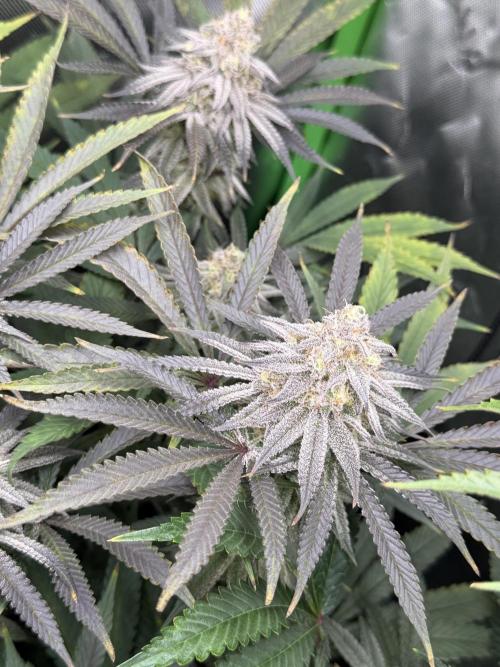 Lcr x Sugar rim. Week 7