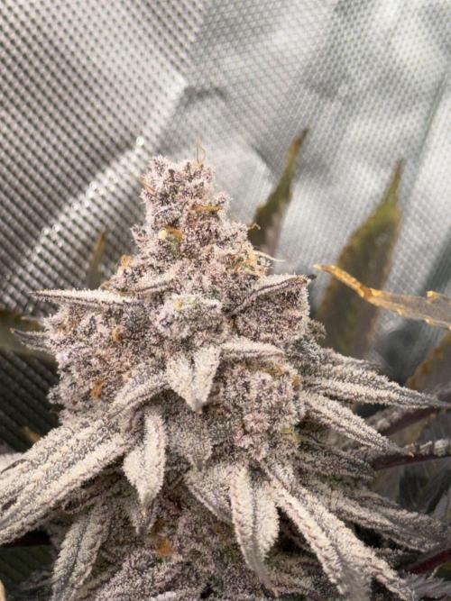 Lcr x Sugar rim. Week 9