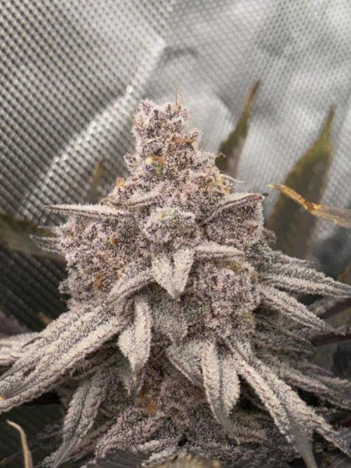 Lcr x Sugar rim. Week 9