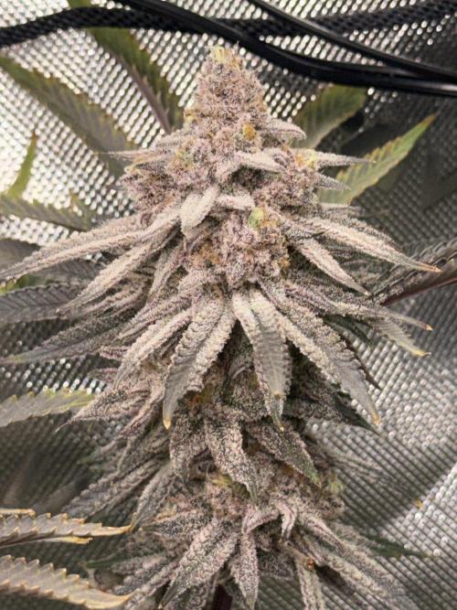 Lcr x Sugar rim. Week 9