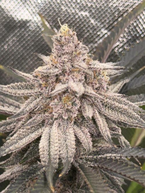 Lcr x Sugar rim. Week 9