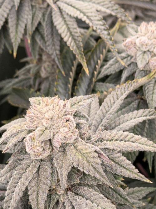 Lcr x Sugar rim. Week 9