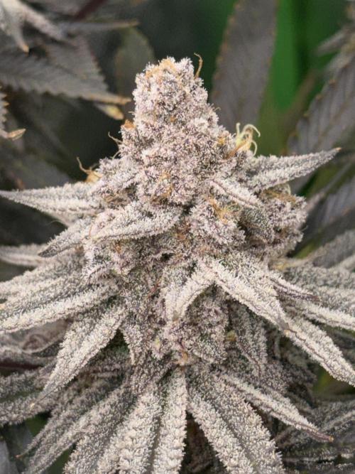 Lcr x Sugar rim. Week 9