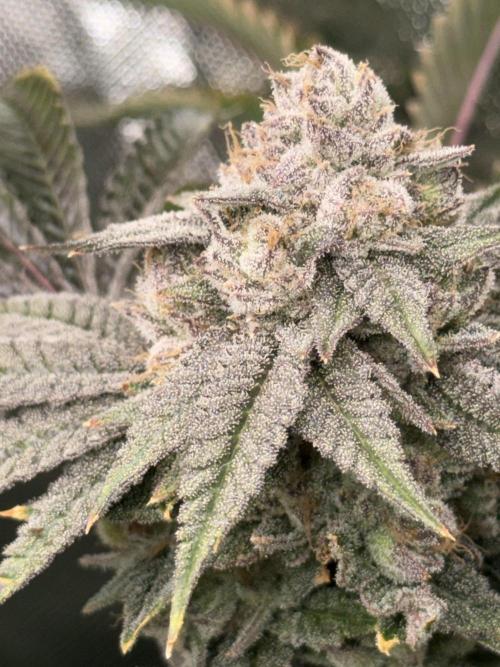 Lcr x Sugar rim. Week 9