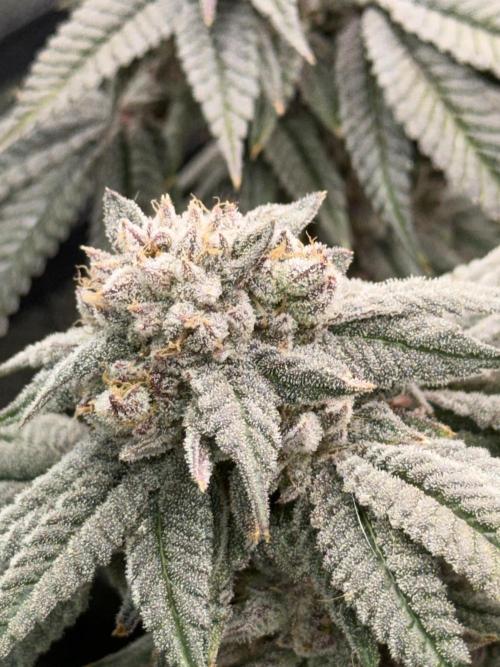 Lcr x Sugar rim. Week 9