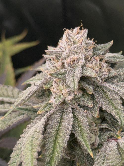 Lcr x Sugar rim. Week 9