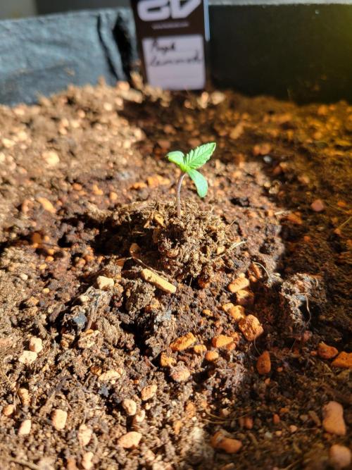 Purple "balkony" Lemonade RF3. Week 0 - 6 days after germination 