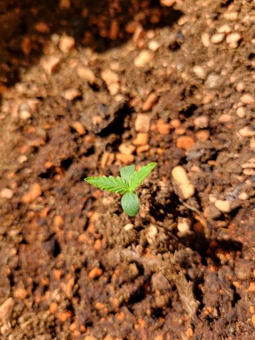 Purple "balkony" Lemonade RF3. Week 0 - 6 days after germination